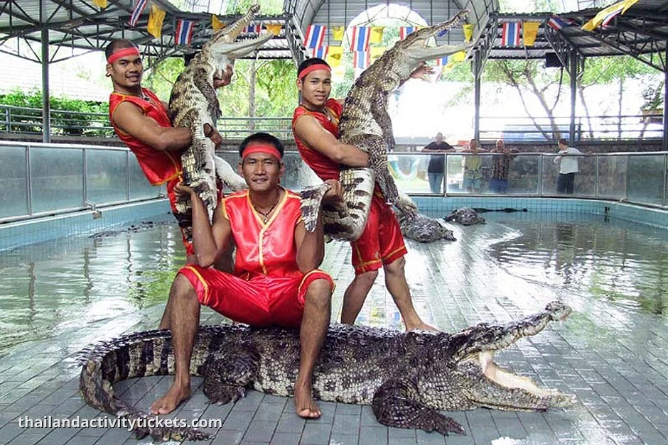 Crocodile show Pattaya trainer performing with crocodile