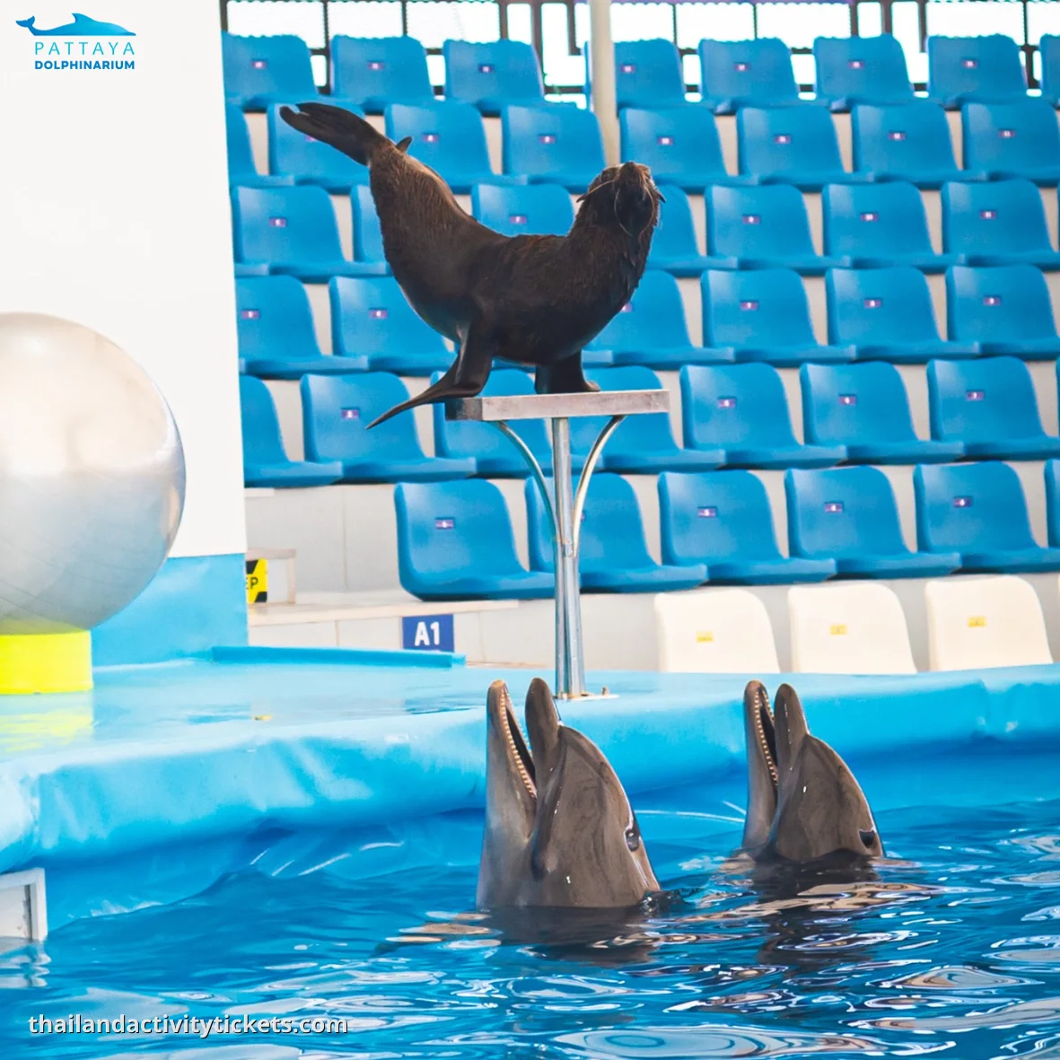 South American Fur Seal performing tricks with a trainer at Dolphinarium Pattay