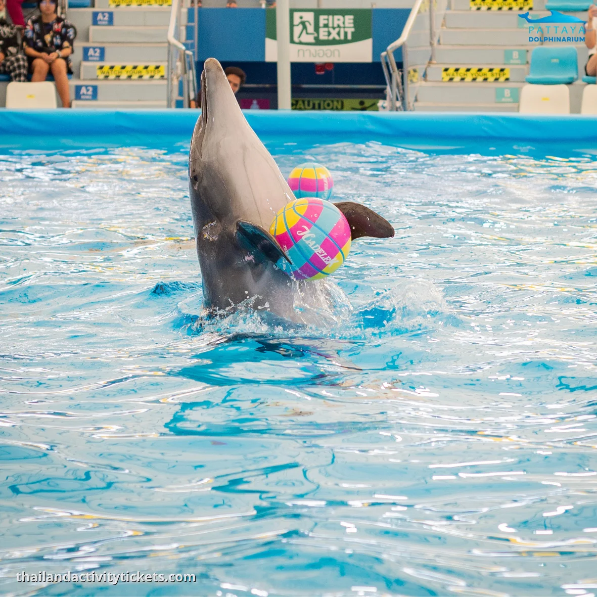 Close-up of a South American fur seal 'clapping' with its flippers alongside a trainer at Dolphinarium Pattaya