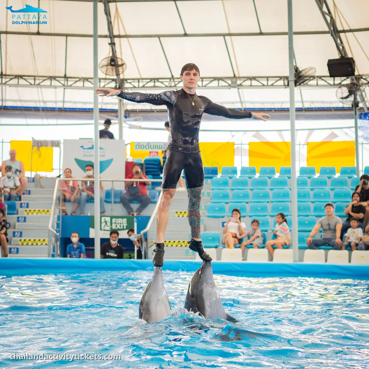 VIP front-row seating view of the 2026 dolphin performance in Pattaya