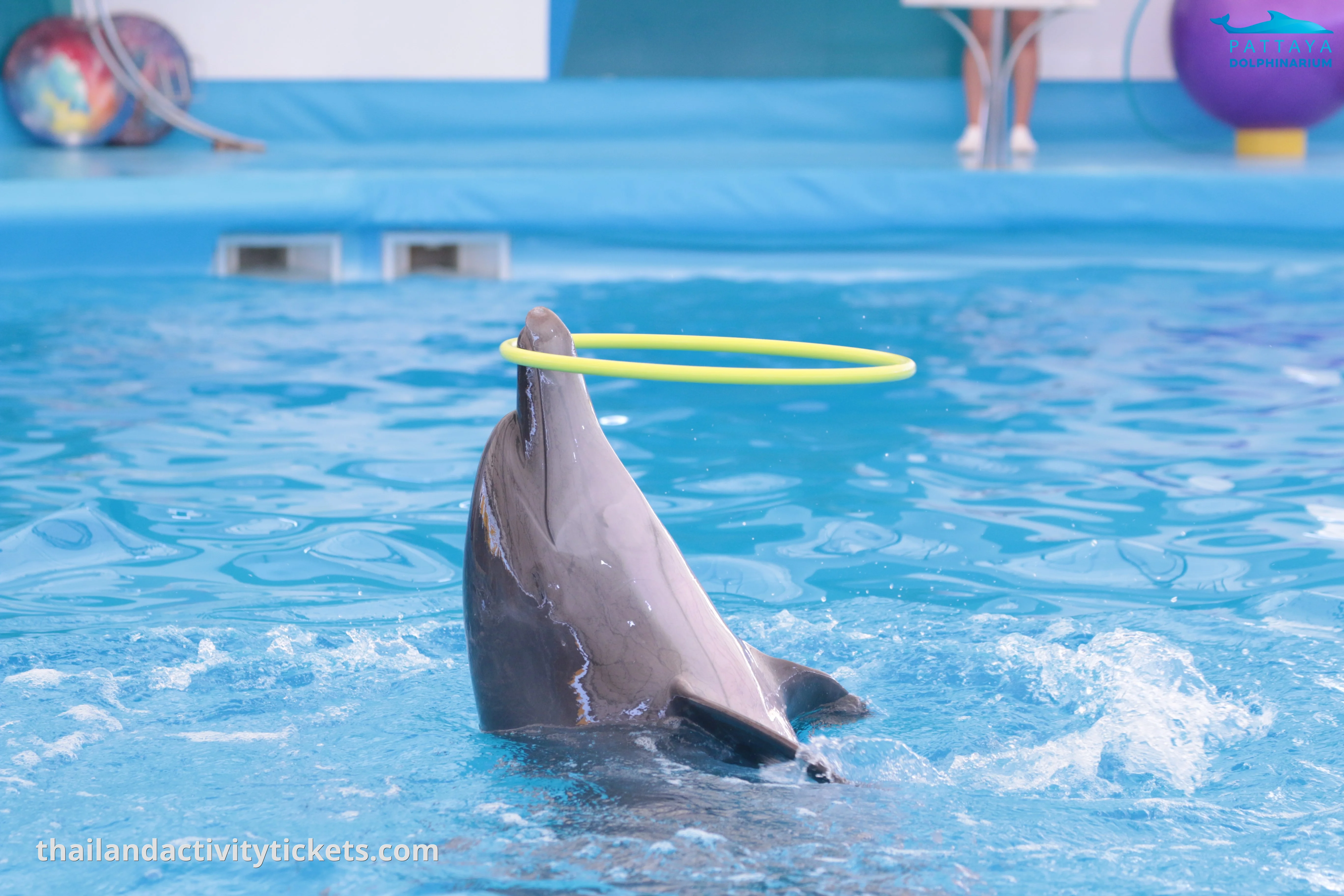 Official Pattaya Dolphinarium admission voucher with instant QR code entry