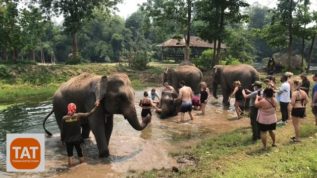Elepant Far Bangkok Visit
