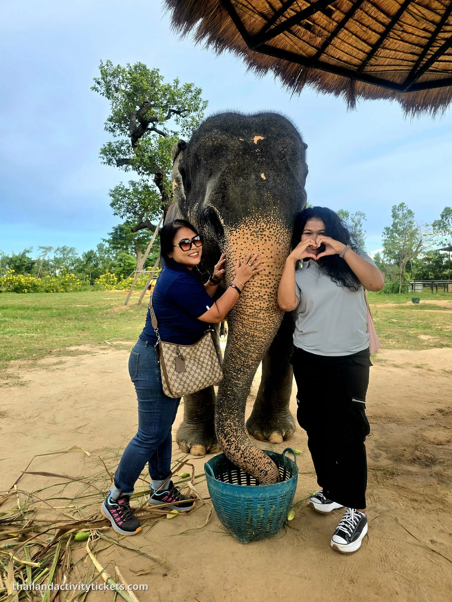 Rescued elephants in natural habitat Pattaya sanctuary