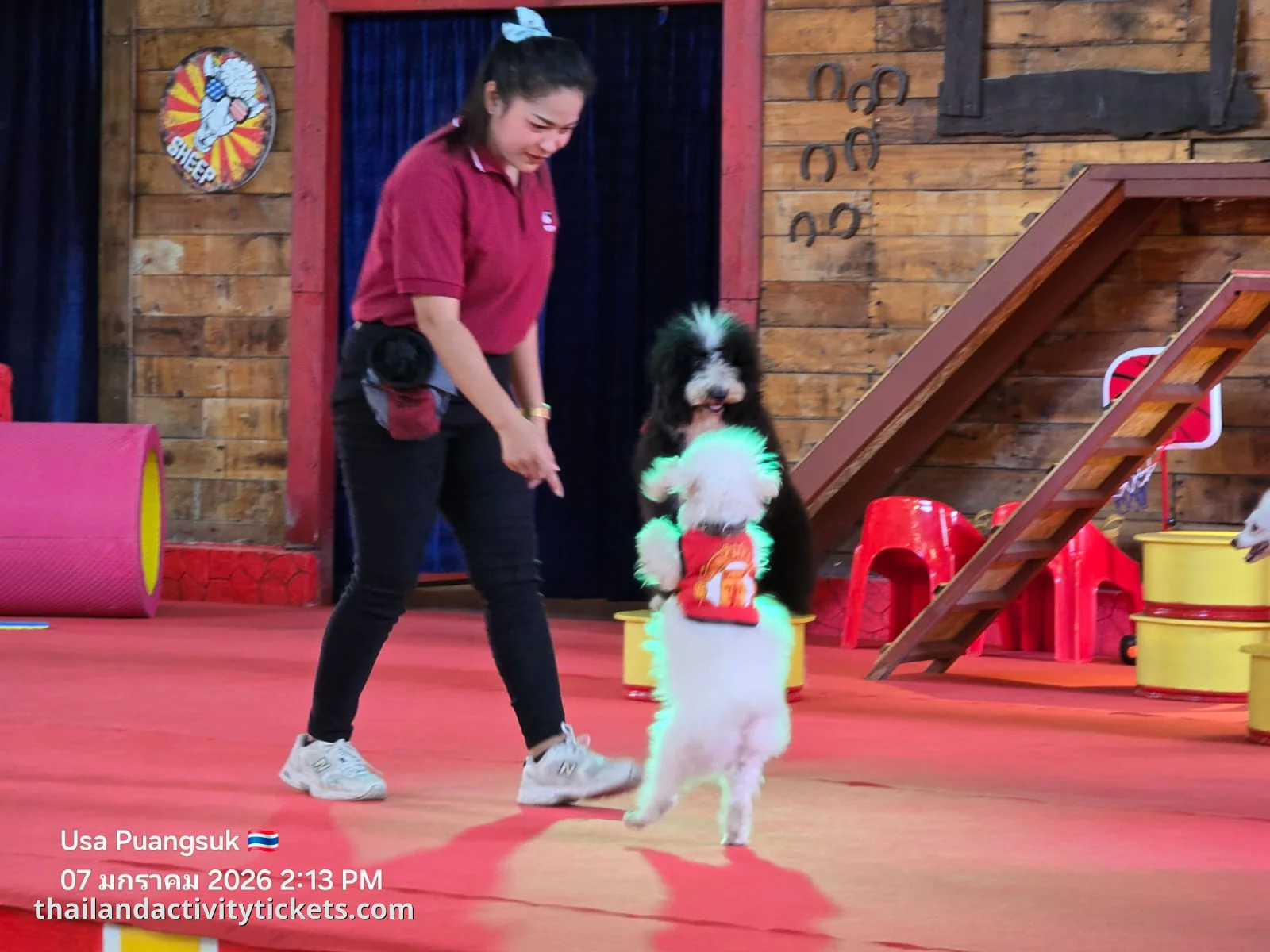 Animal show Family Park Pattaya sheep farm Thailand
