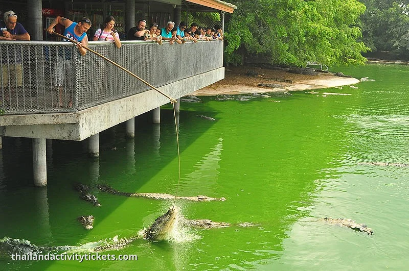 Feeding crocodiles Pattaya crocodile farm attraction
