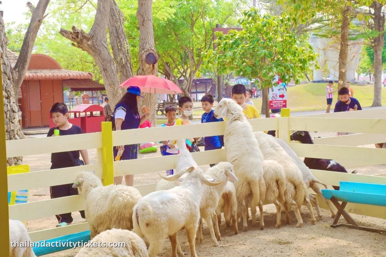 Feeding sheep at Pattaya sheep farm Family Park