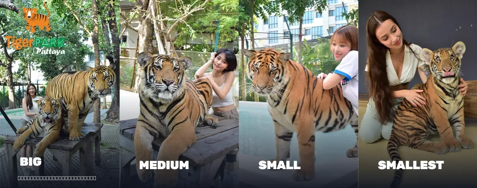 Compare all tiger sizes side by side to better understand their height, body length, and overall size. Perfect for choosing the right tiger experience for your visit.