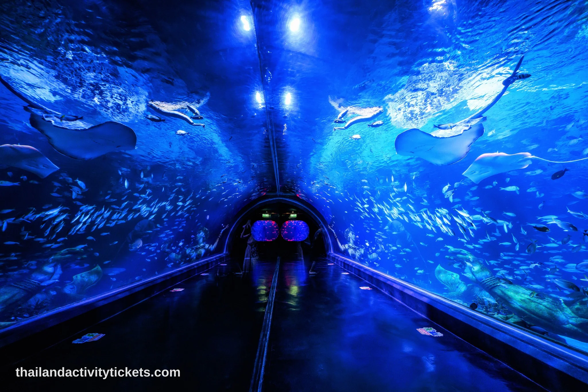 Tropical fish display at Aquaria Phuket Thailand