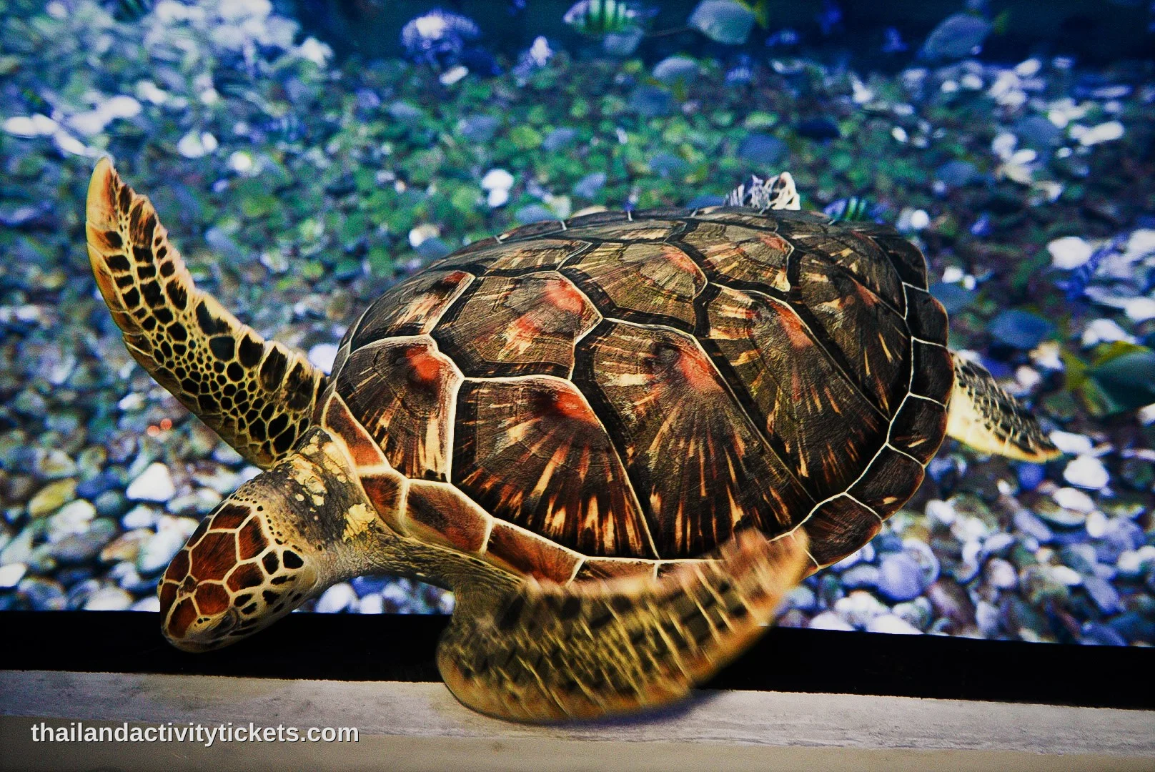 Marine life experience at Aquaria Phuket Thailand