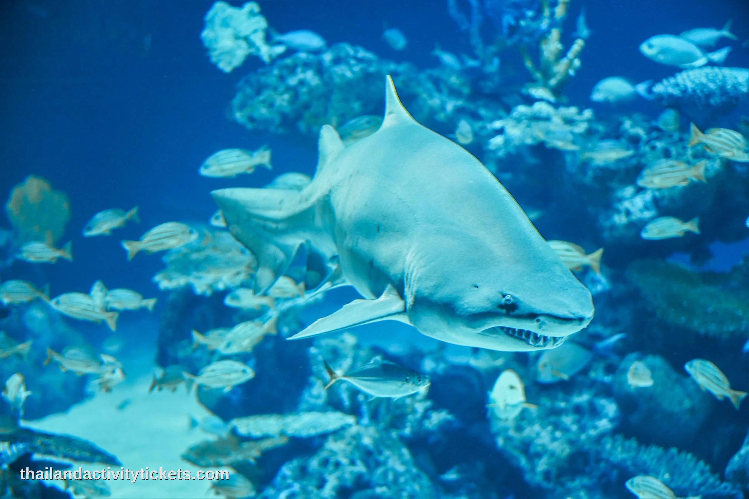 Shark tank display inside Aquaria Phuket aquarium