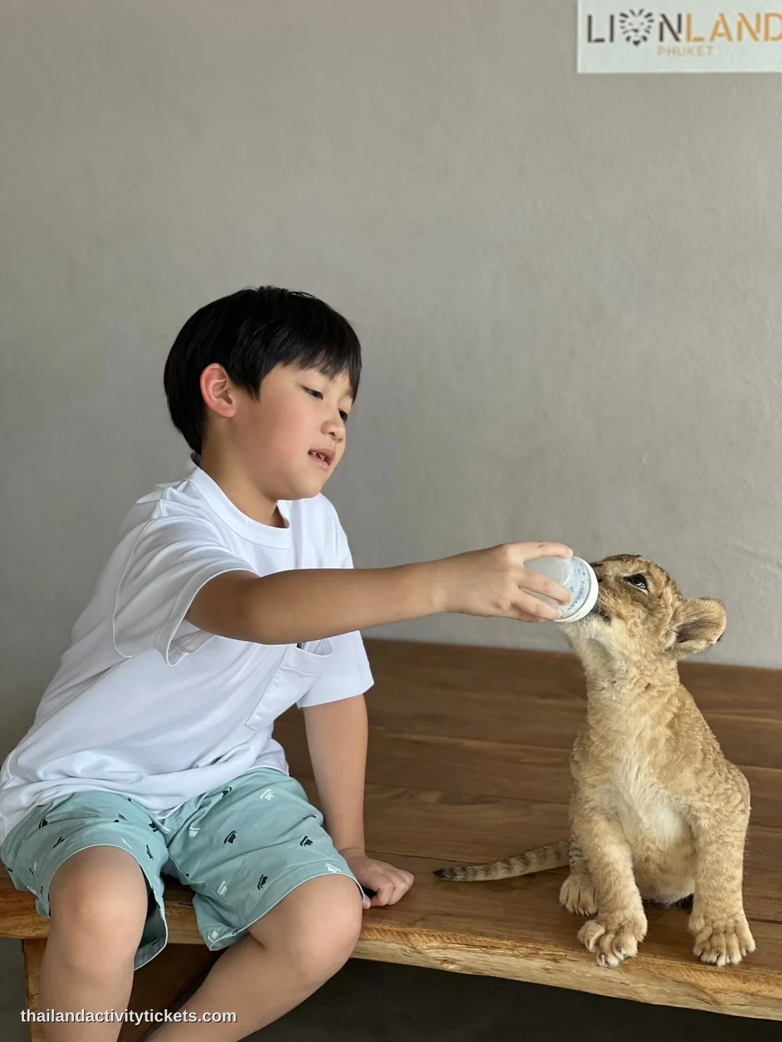 Baby lion interaction and photo experience in Phuket Thailand