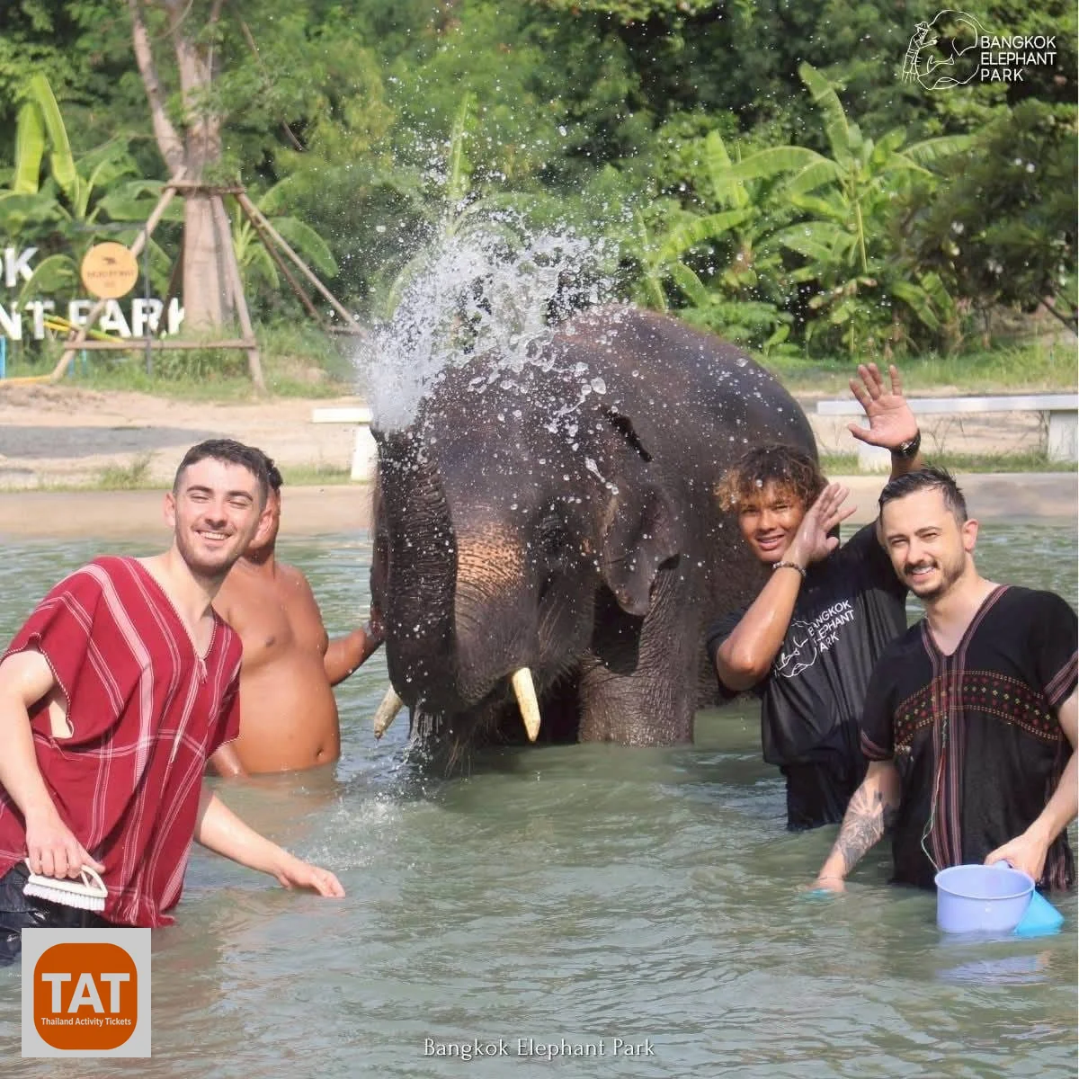 Elephant mud bath and bathing session in Bangkok