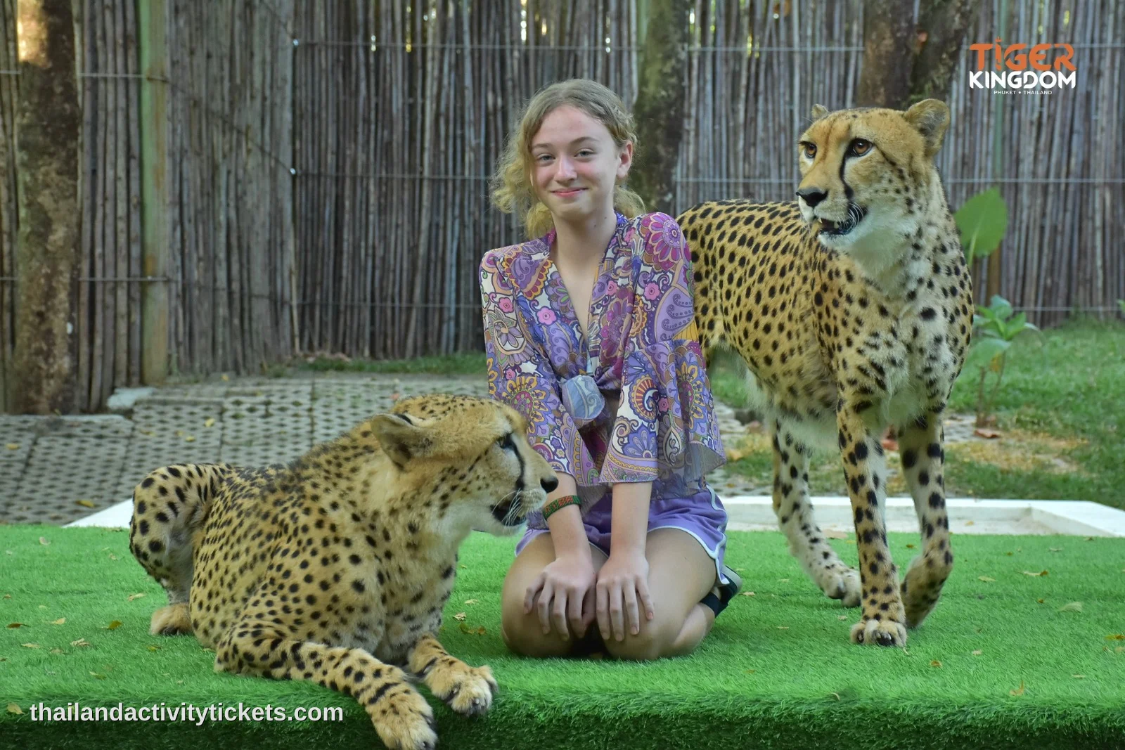 Cheetah interaction experience at Tiger Kingdom Phuket