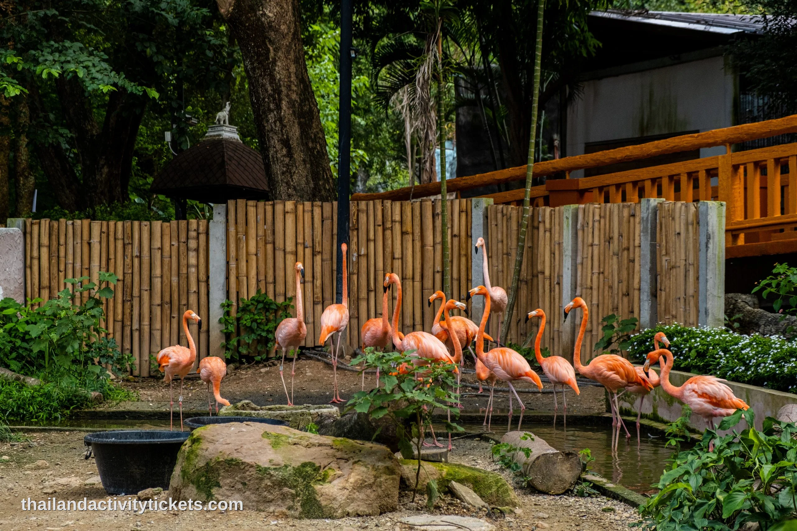 Wildlife experience at Chiang Mai Night Safari Thailand