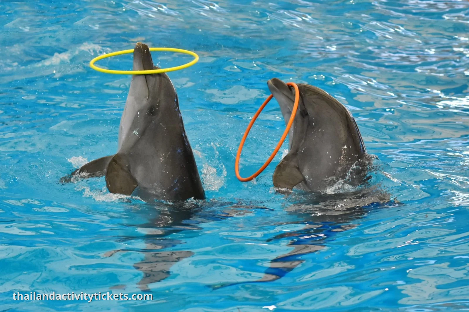 Dolphins Bay Phuket