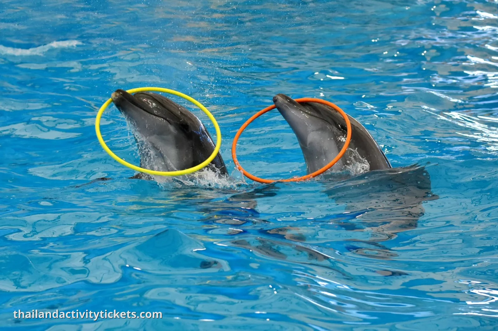 Photo session with dolphins Phuket