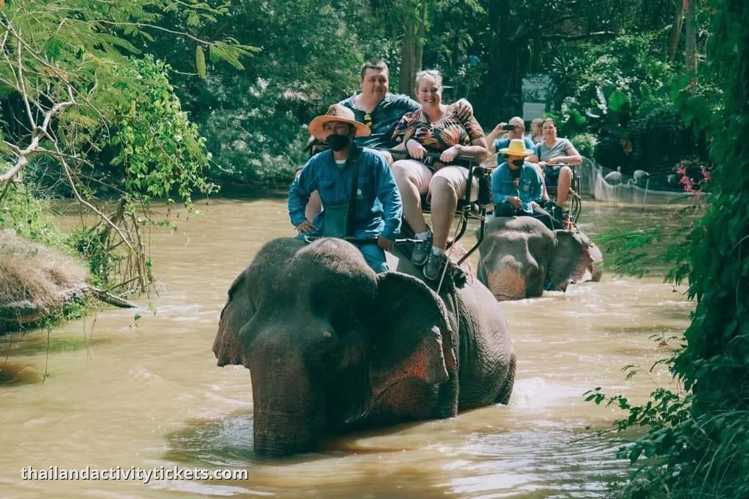 elephant feeding experience at Mong Chang Cafe Pattaya Pattaya Thailand