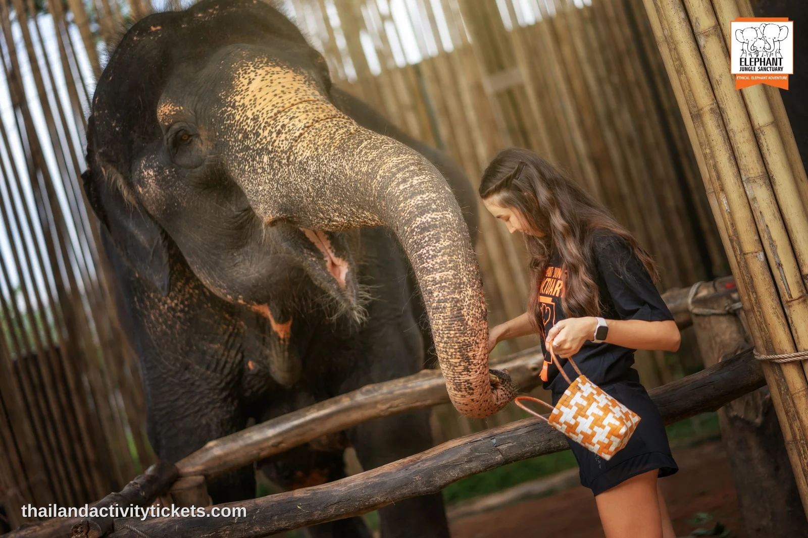 Tourist feeding elephants at Elephant Jungle Sanctuary Phuket