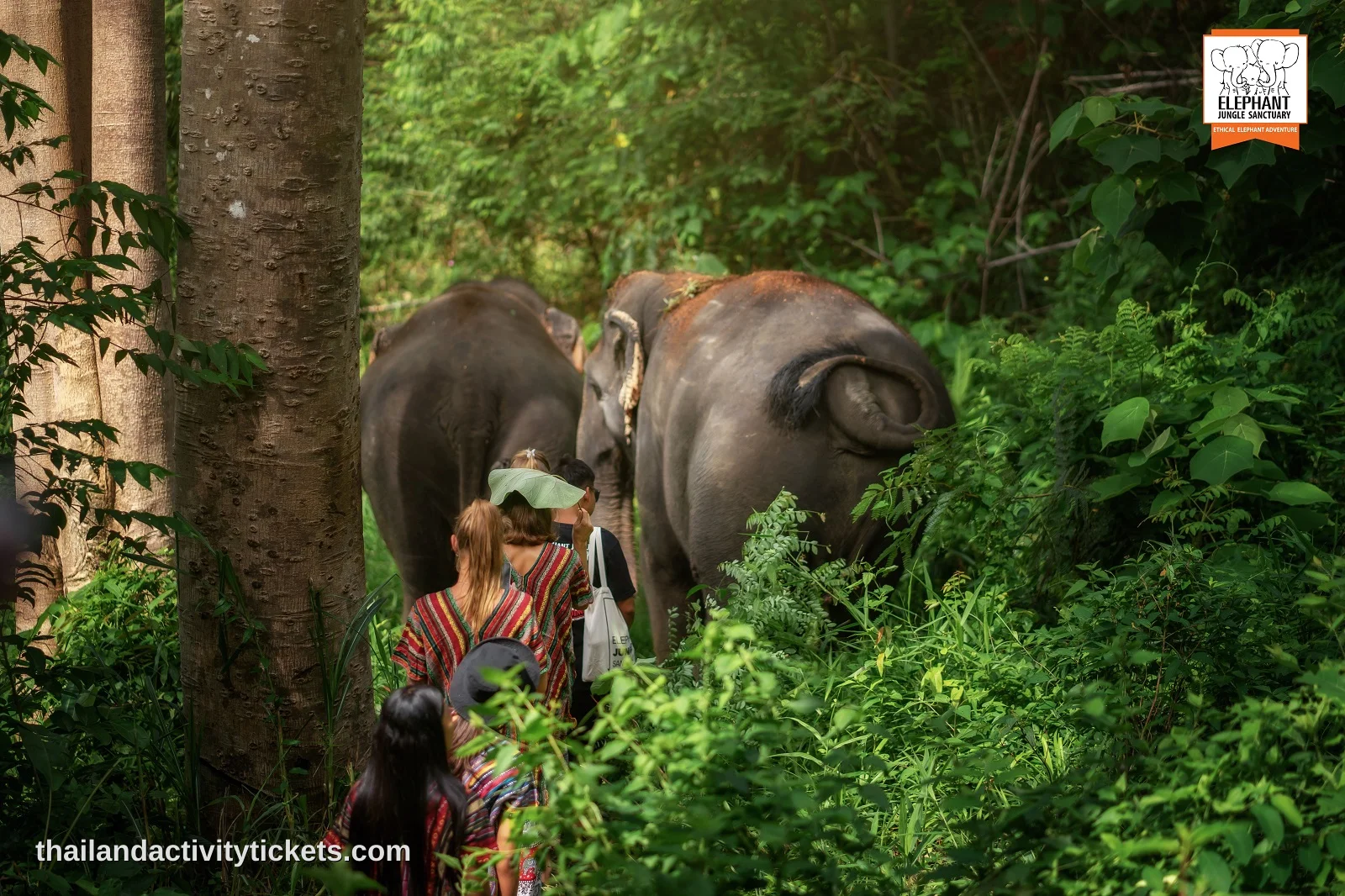 Natural jungle environment at Elephant Jungle Sanctuary Phuket