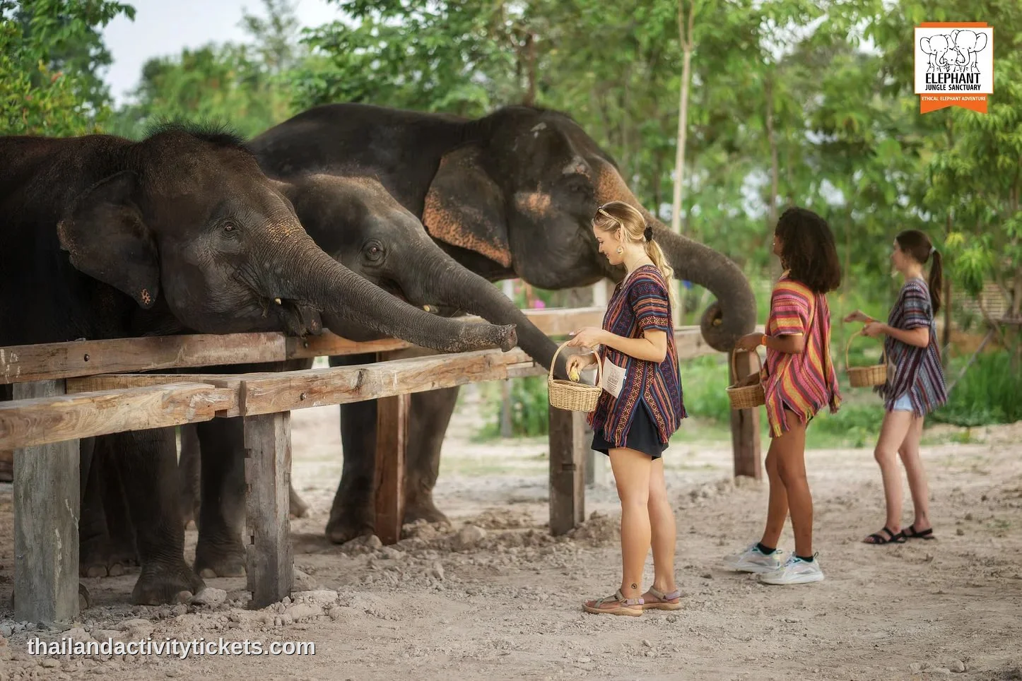 Visitors feeding elephants at Elephant Jungle Sanctuary Chiang Mai Thailand