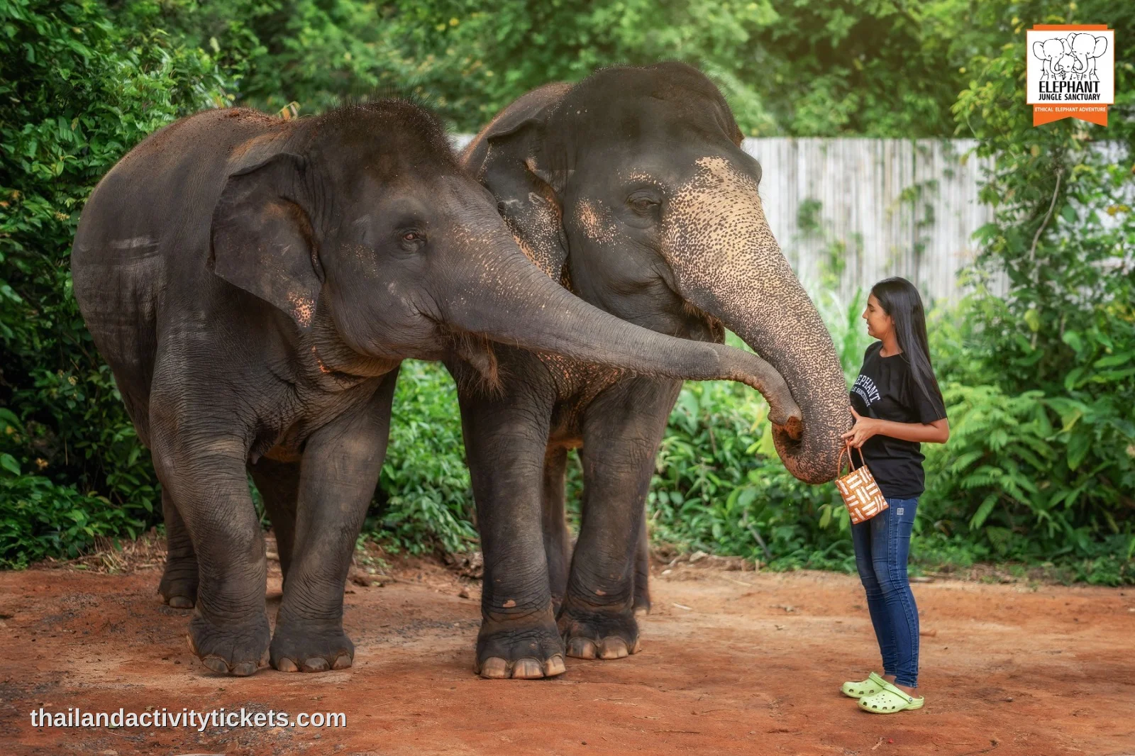 Watching elephants in natural habitat at Elephant Jungle Sanctuary Phuket