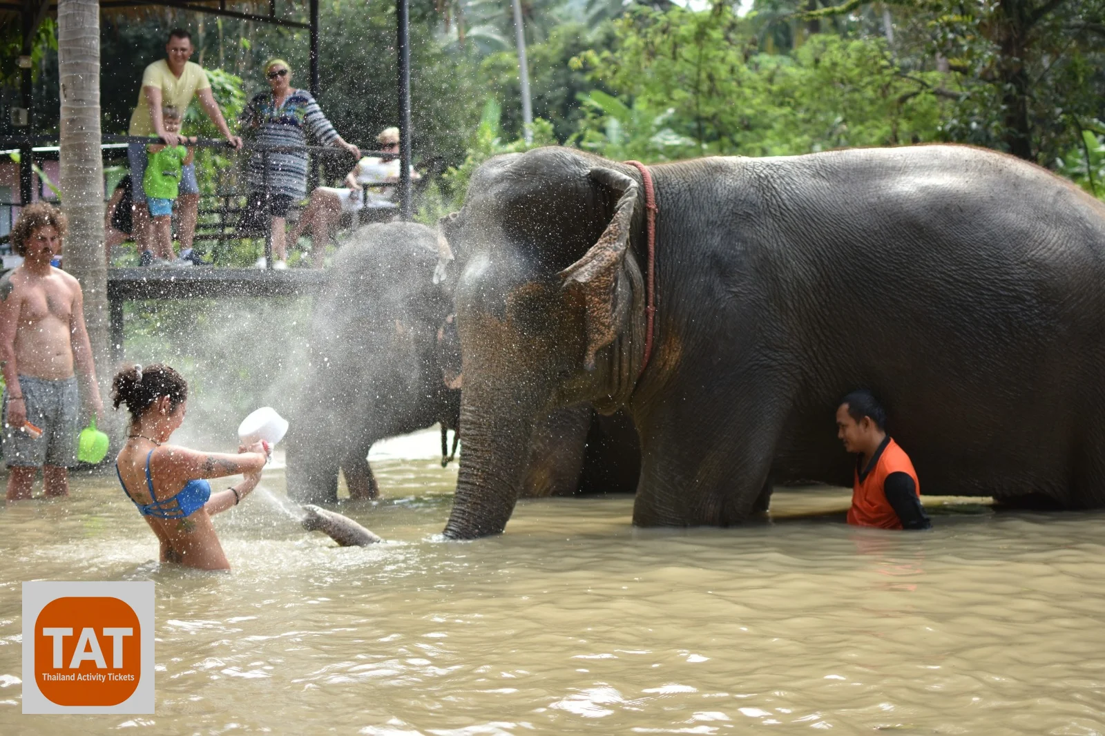 Elephant feeding and mud bath session at Elephant Jungle Sanctuary Samui