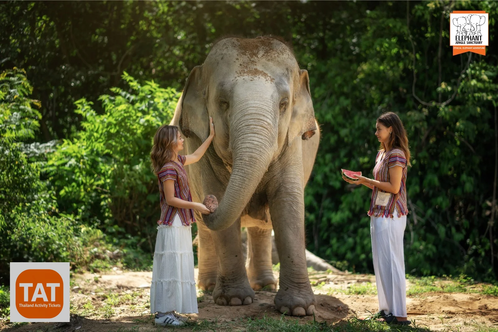 Feeding fruit to an elephant at Elephant Jungle Sanctuary Samui