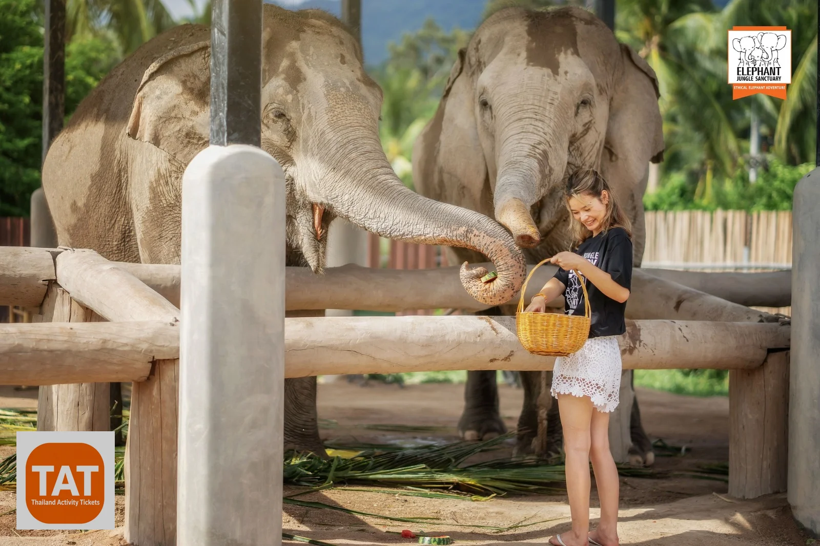 Visitor offering a feeding basket to an elephant at Samui sanctuary