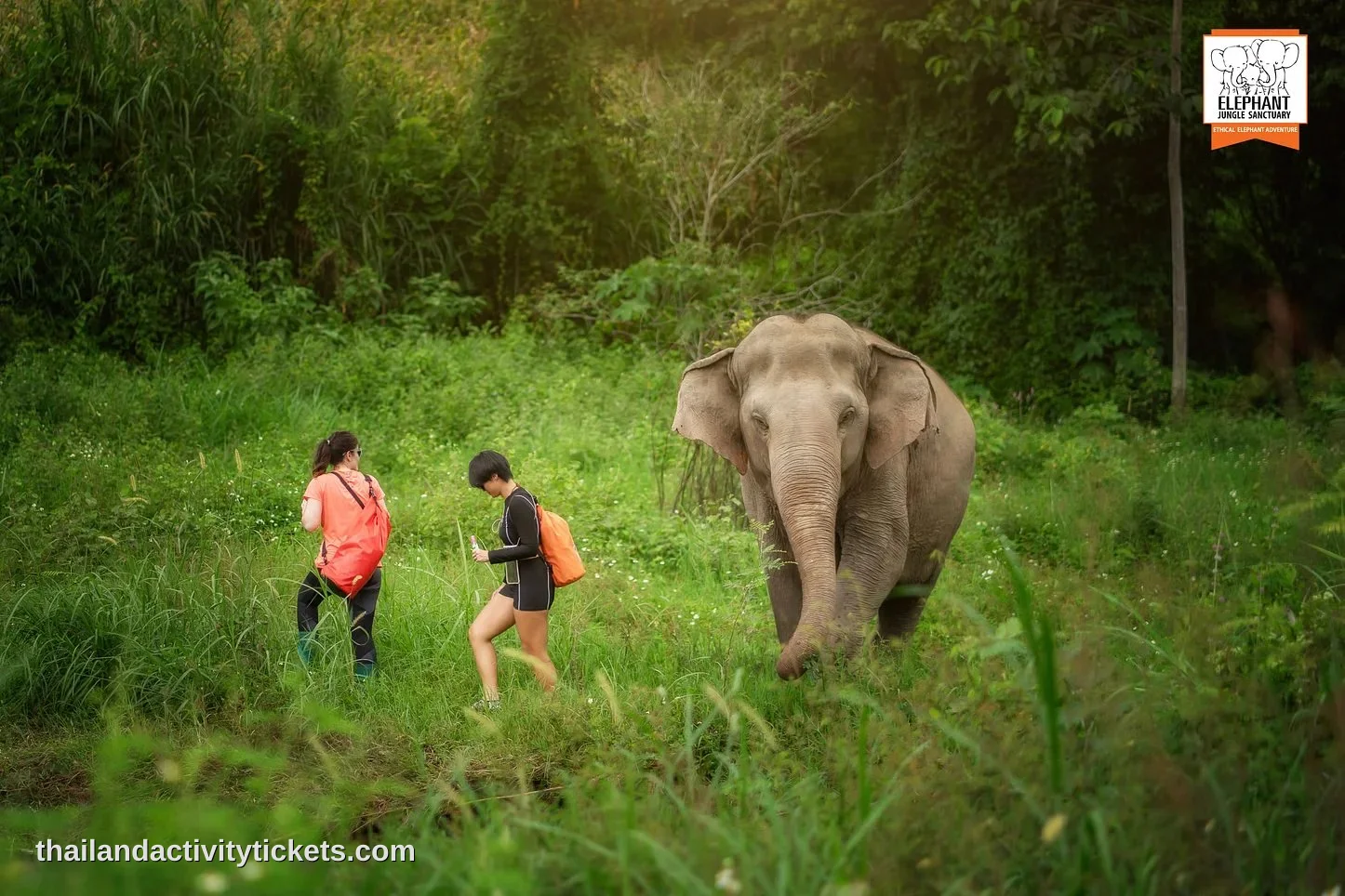 Rescued elephants at Elephant Jungle Sanctuary Chiang Mai Thailand