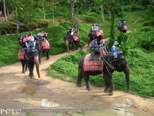 feeding-elephants-thappraya-safari-pattaya