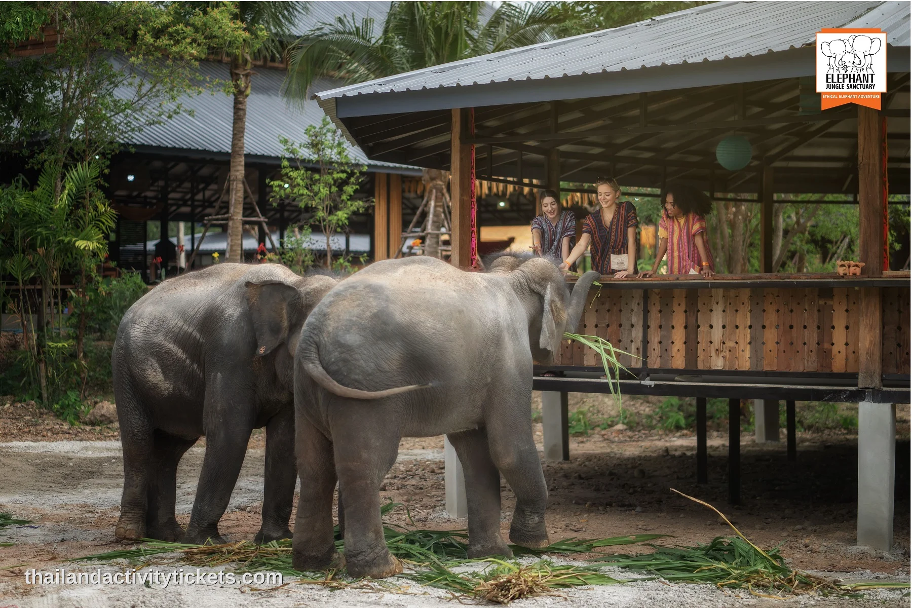 Walking with elephants at Elephant Jungle Sanctuary Chiang Mai