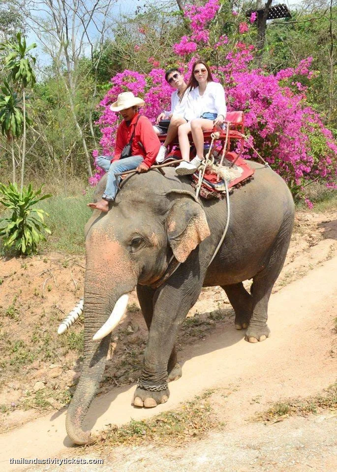 Tourist feeding bananas and sugarcane to a friendly elephant at Thappraya Safari