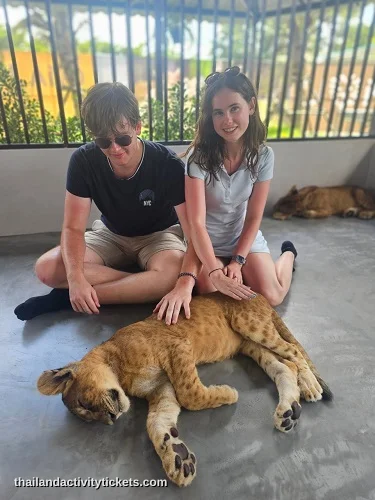 Small lion 6 to 12 months interaction experience in Phuket