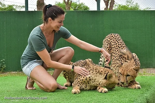 aking photos with tigers at Tiger Kingdom Phuket