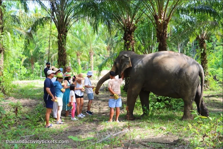 Feeding elephants at Elephant Sanctuary Krabi Thailand