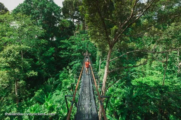 Skywalk suspension bridge in Hanuman World Phuket jungle