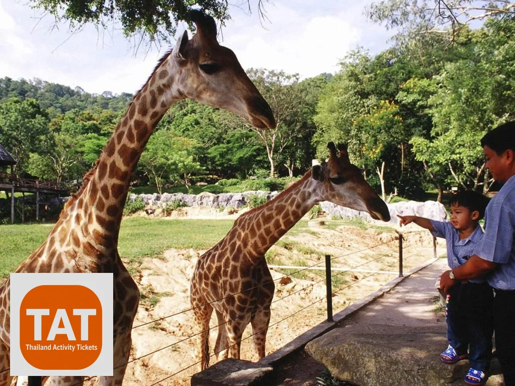 Giraffe feeding at African Savanna zone, Khao Kheow Open Zoo