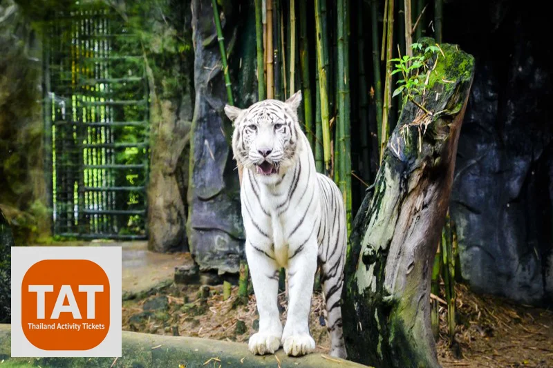 Tiger in open habitat at Khao Kheow Cats Complex