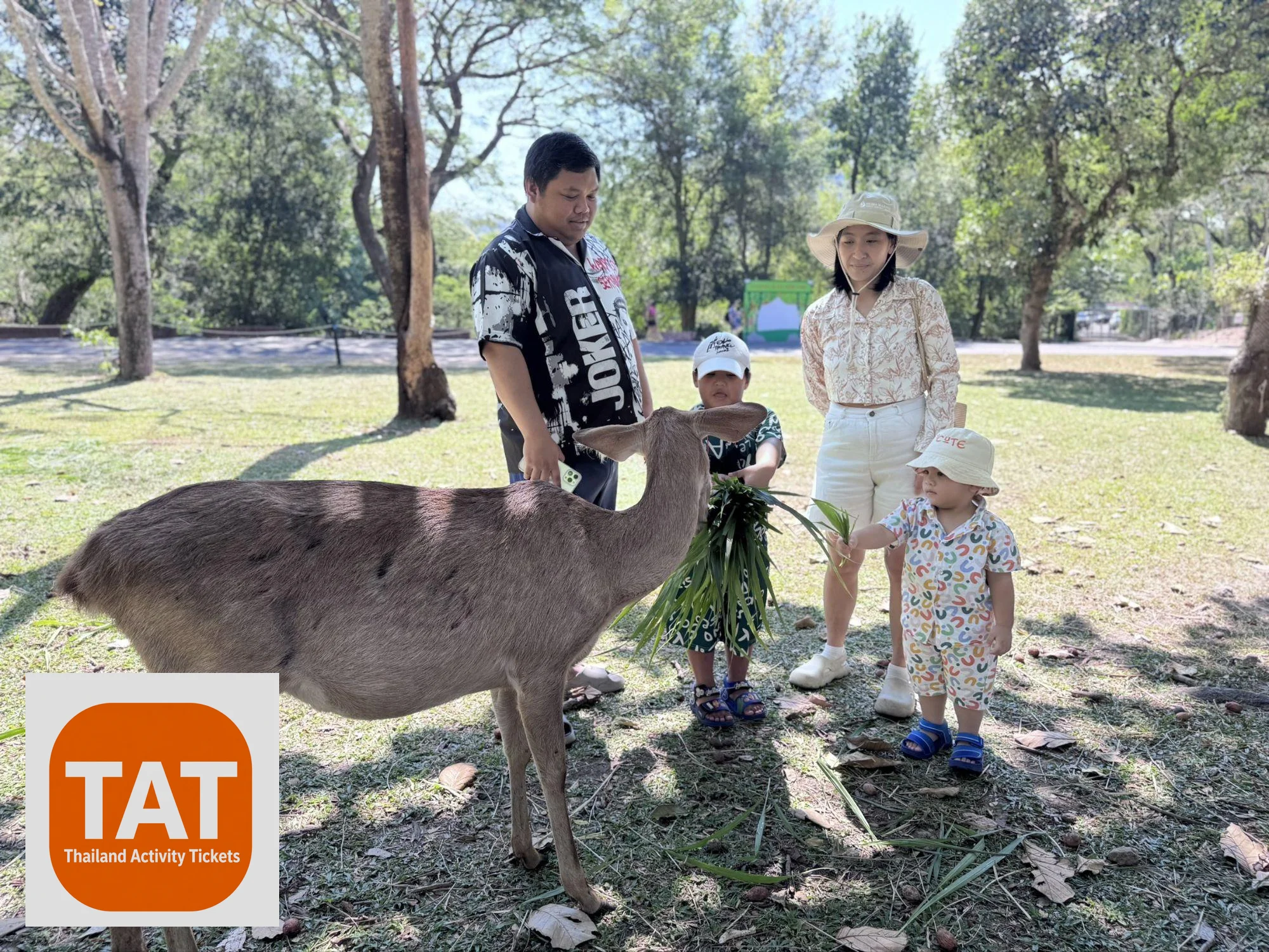 Visitor hand-feeding deer at Khao Kheow Open Zoo deer park