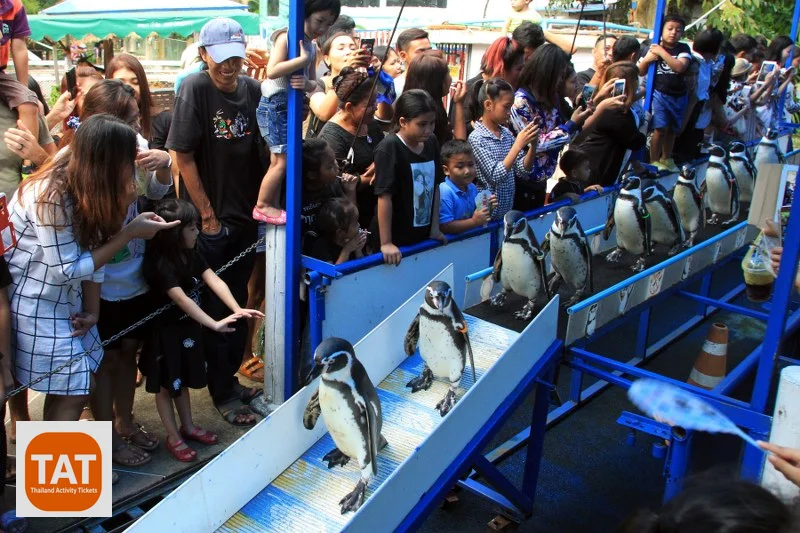 Penguin parade show at Khao Kheow Open Zoo
