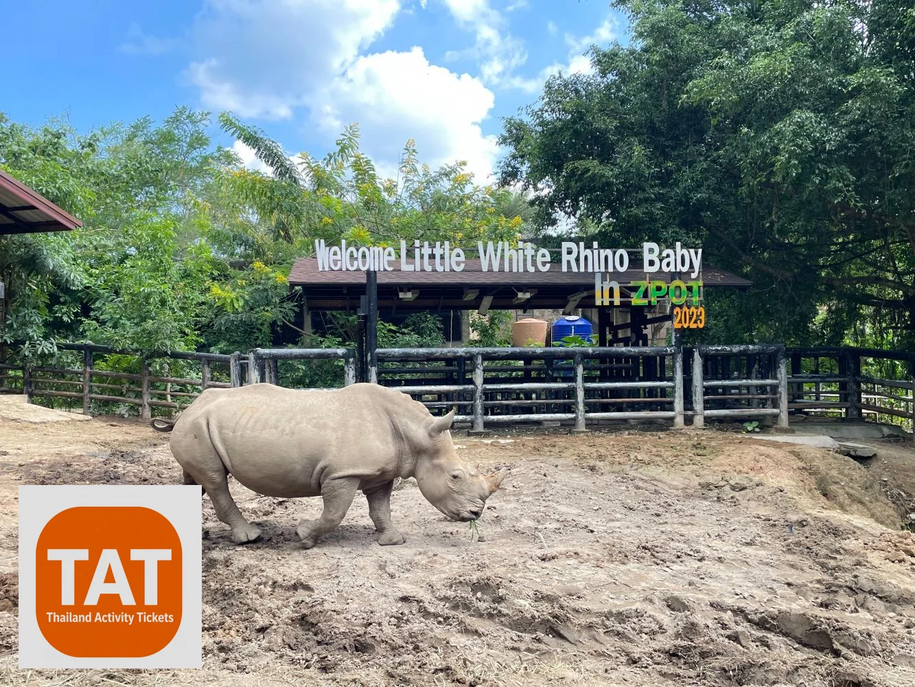 White rhino in open habitat at Khao Kheow Open Zoo