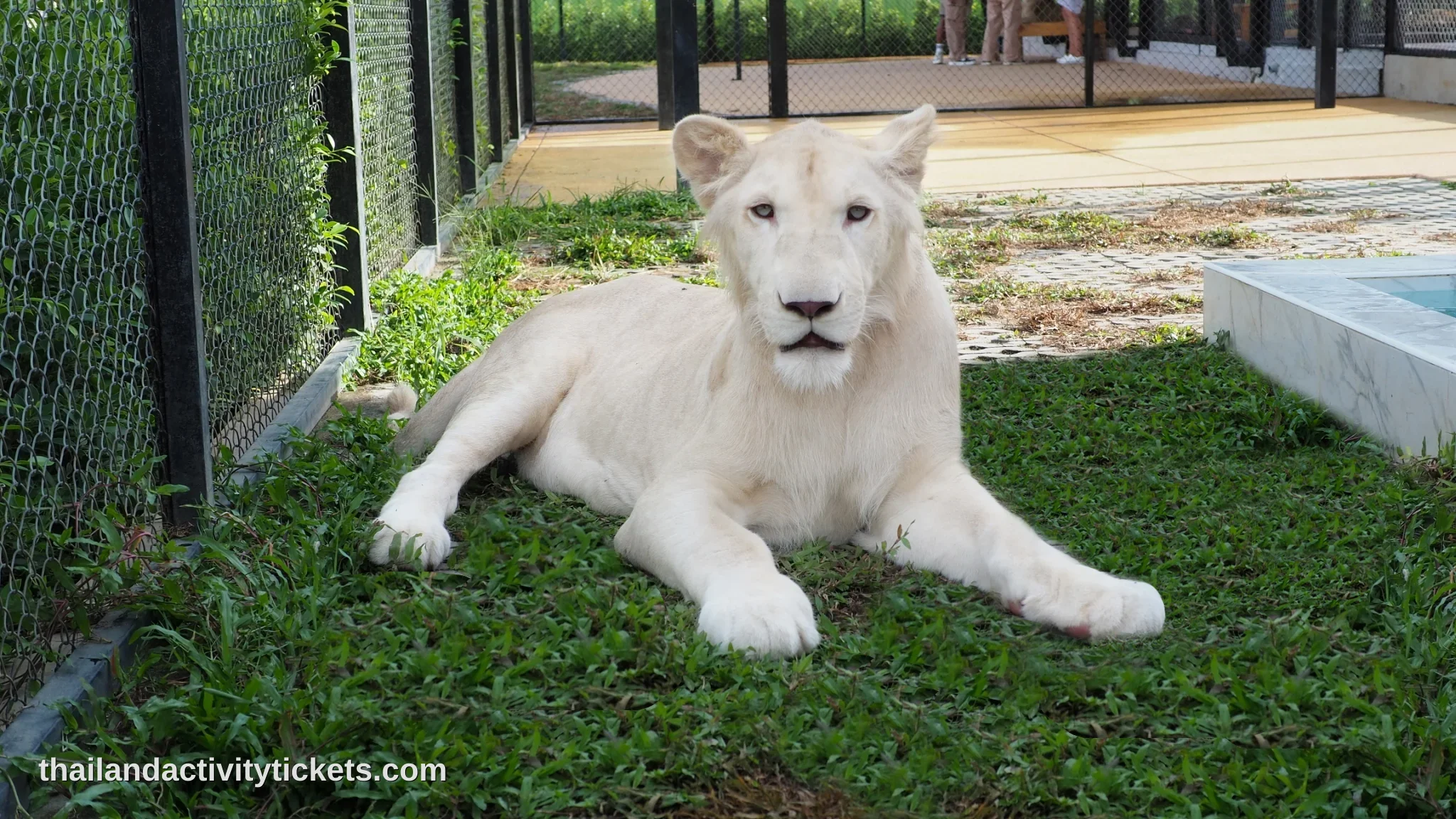 A family safely interacting with an adorable 3-month-old baby lion cub inside a bright, clean enclosure at Lion Land Phuket u