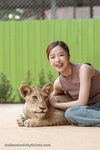 taking photos with lions at Lion Land Phuket Thailand