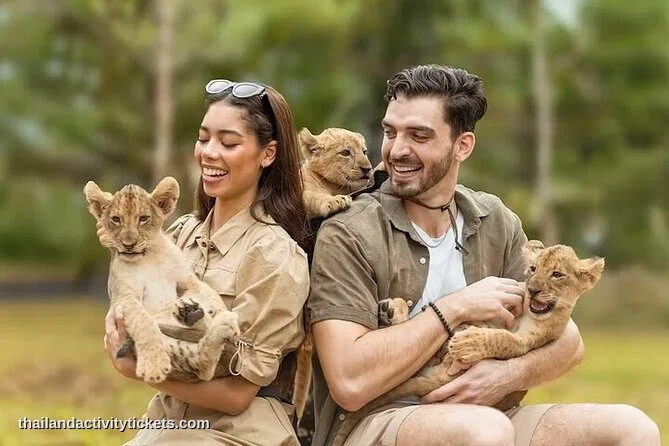 A close-up shot of a traveler safely sitting next to a majestic, resting adult lion inside a secure enclosure at Lion Land Ph