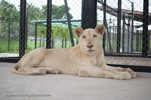 Lion Land Phuket white lion photo experience