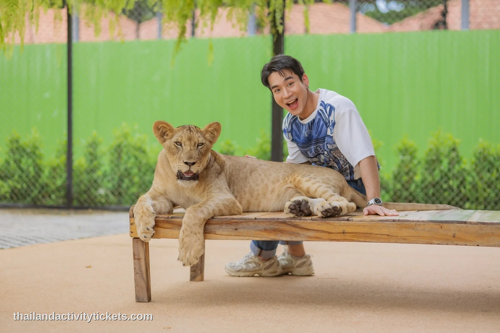 Adult lion encounter experience at Lion Land Phuket