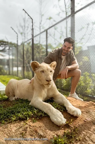 Tourist touching lion at Lion Land Phuket
