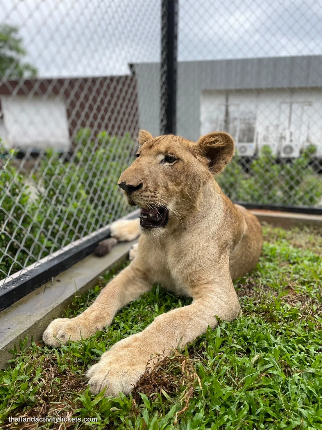 Lion Land Phuket tickets experience with tourists interacting with lions