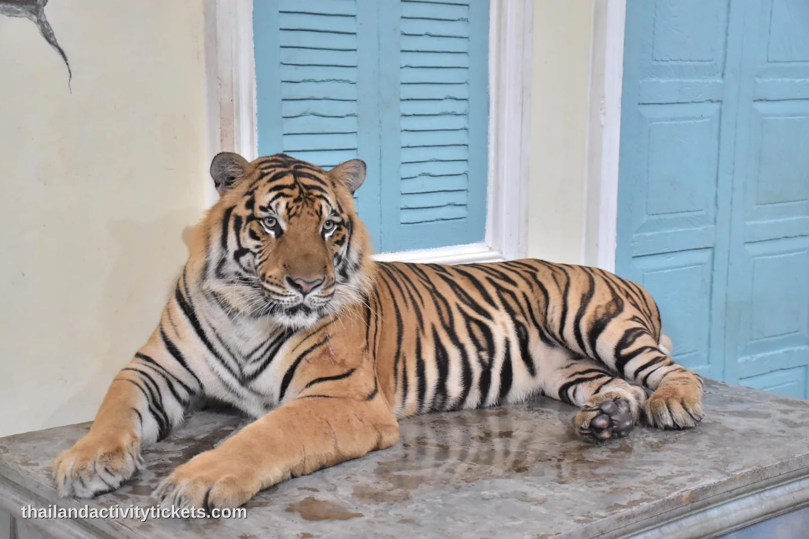 Tiger Kingdom Phuket Tickets – Touch & Take Photos with Tigers in Phuket — photo 5