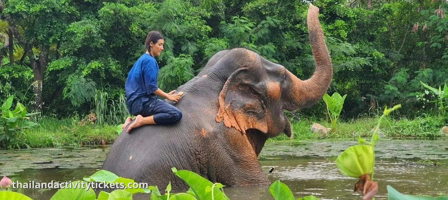 elephant bathing at Mong Chang Cafe Elephant Village Pattaya